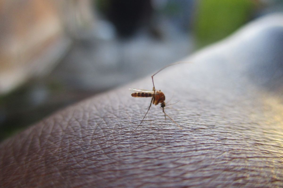 Mosquitoes tackled by drones? Pest menace in Kneževi Vinogradi