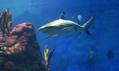 Weszli do wody, by się ochłodzić. Tragedia w Australii