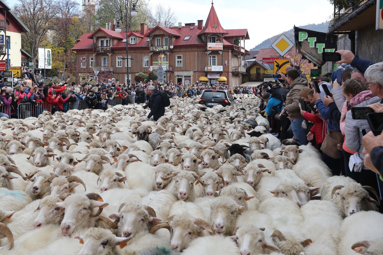 Turyści czekają cały rok. Wielkie wydarzenie lada moment