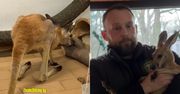 Mały kangur ratowany w Polsce. Miał duże problemy