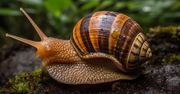 Nietypowe zagrożenie na Wyspie Kanaryjskiej. "Są niebezpieczne"