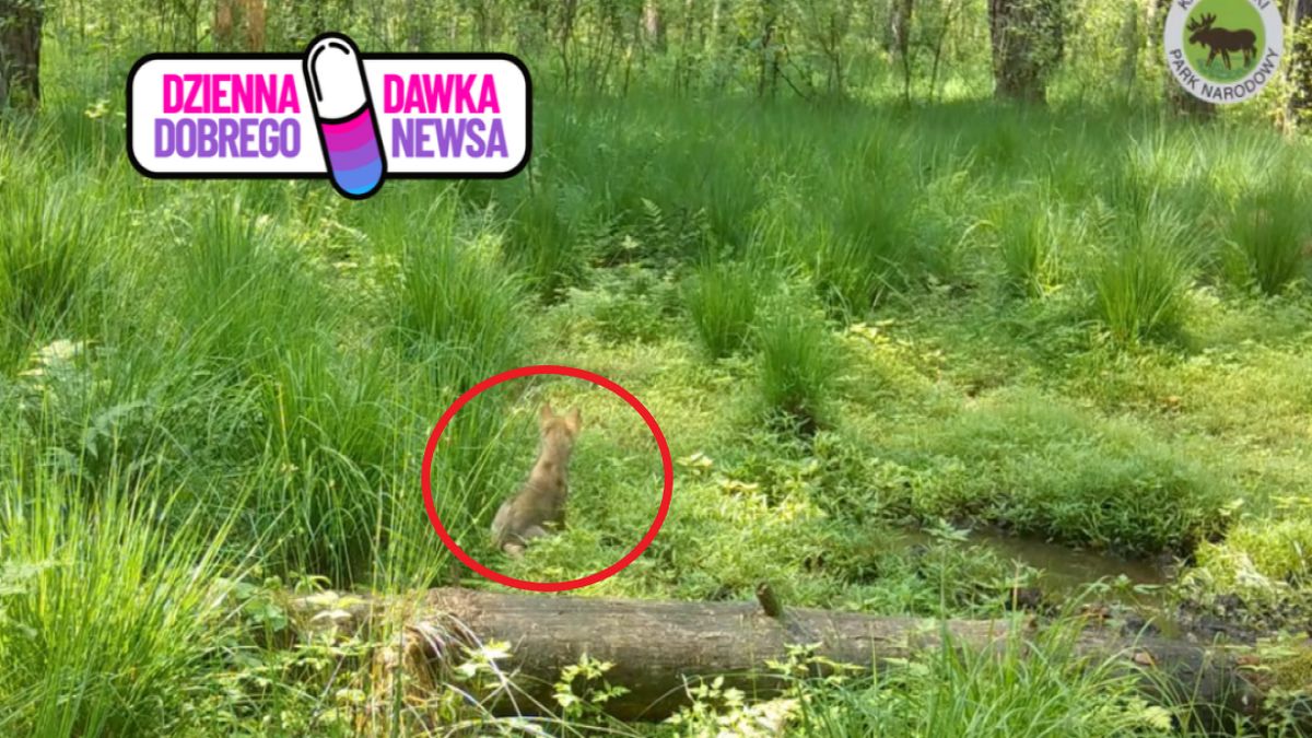 Wilczek ma się dobrze