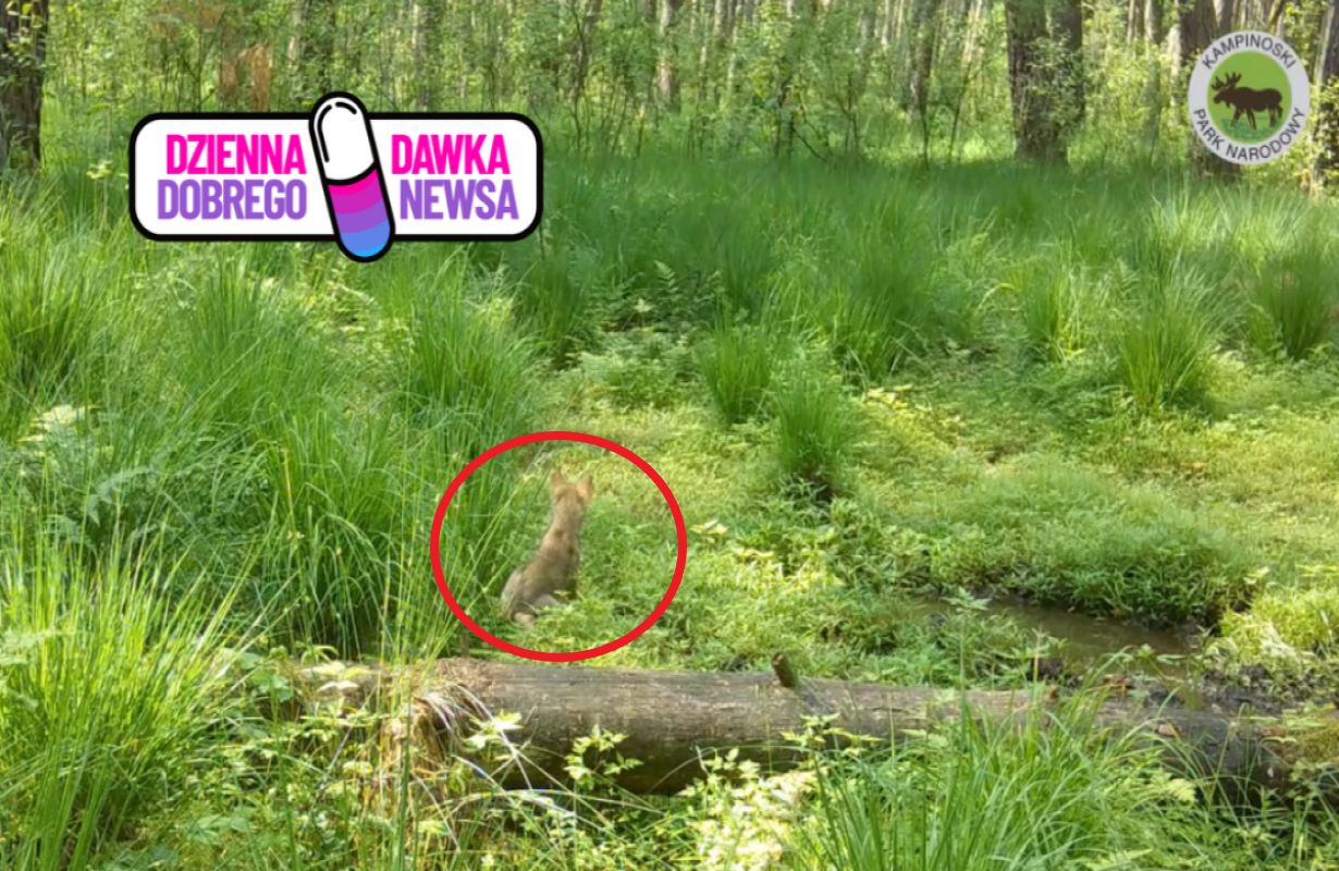 Nic bardziej uroczego dziś nie zobaczycie.  Mały rośnie jak na drożdżach