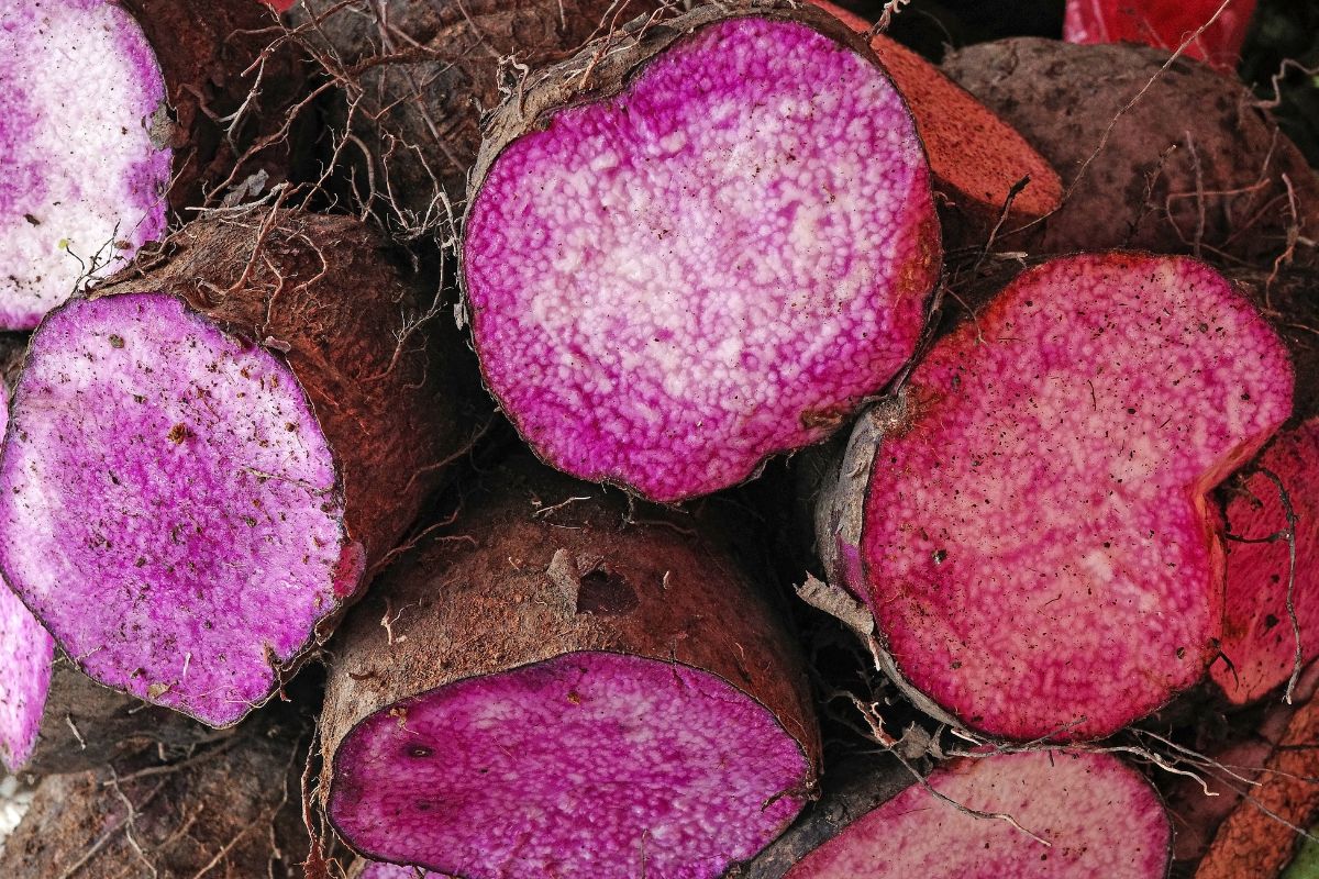 Smakuje jak ziemniak i batat w jednym. Ma bajkowy kolor bez grama chemii