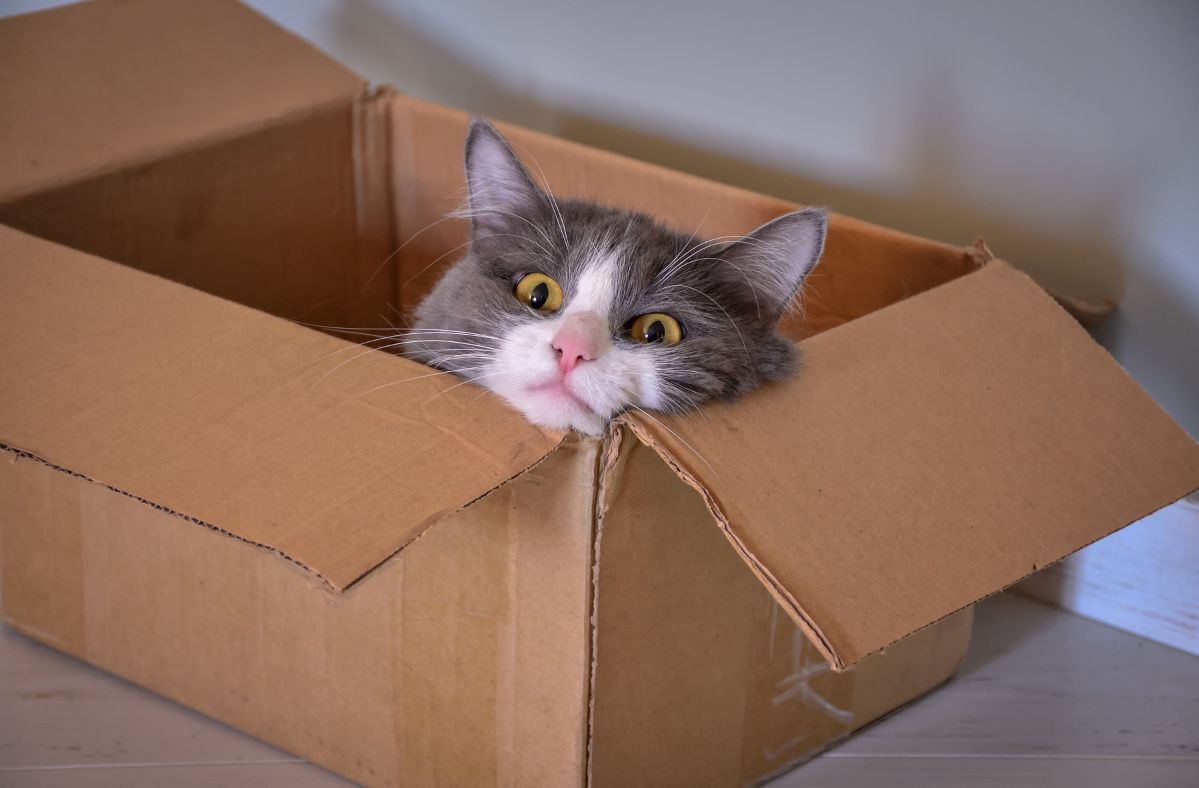 Kitten's box adventure. 500 miles to Los Angeles with Amazon
