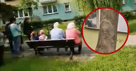 Objawienie na drzewie? "To prawie zawsze nonsensy"