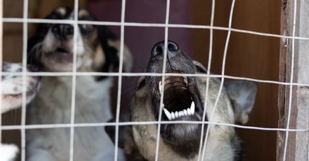 Groźny incydent w schronisku. Pies odgryzł kawałek ucha 20-latce