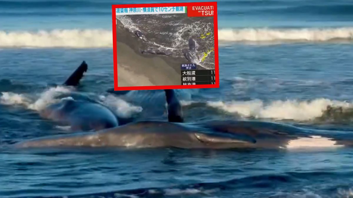 Wieloryby wyrzucone na brzeg u wybrzeży Japonii