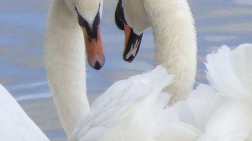 Tańczący Łabędź baletmistrzem 1