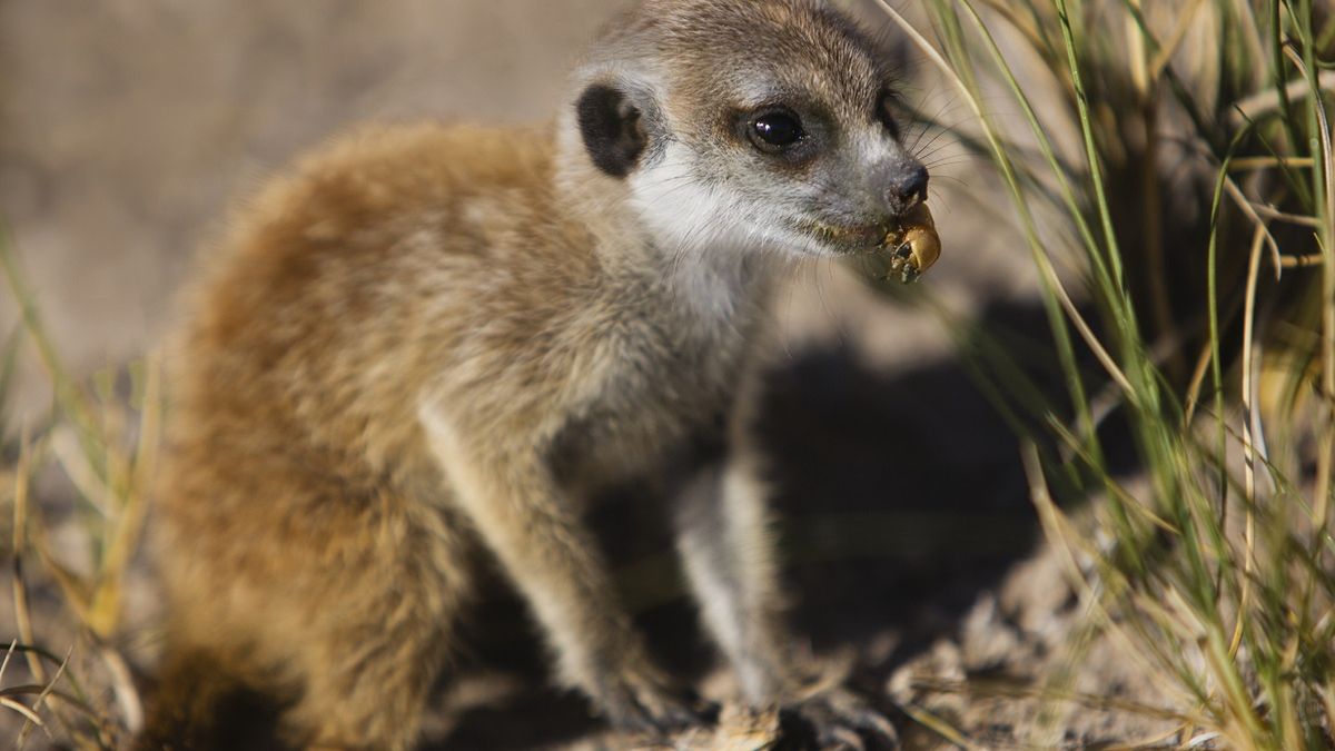 Łódzkie zoo oferuje adopcję karaczana jako zemstę na byłym.