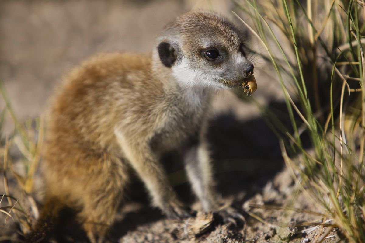 Łódzkie zoo oferuje adopcję karaczana jako zemstę na byłym.