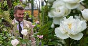 Róża 'Sir David Beckham'. Czym się wyróżnia i co ma wspólnego ze słynnym piłkarzem?