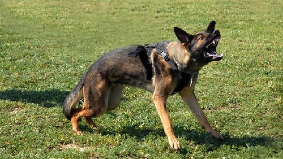 Value Stock ftp September 2013aggressive german shepherd