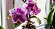 Najgorszy błąd w pielęgnacji storczyków. Przez niego nie kwitną