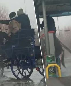 Umyli konia myjką ciśnieniową. Zadziwiająca opinia biegłego