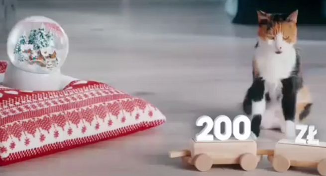 Miękkie lądowanie z kotem reklamuje pożyczkę w Providencie (wideo)