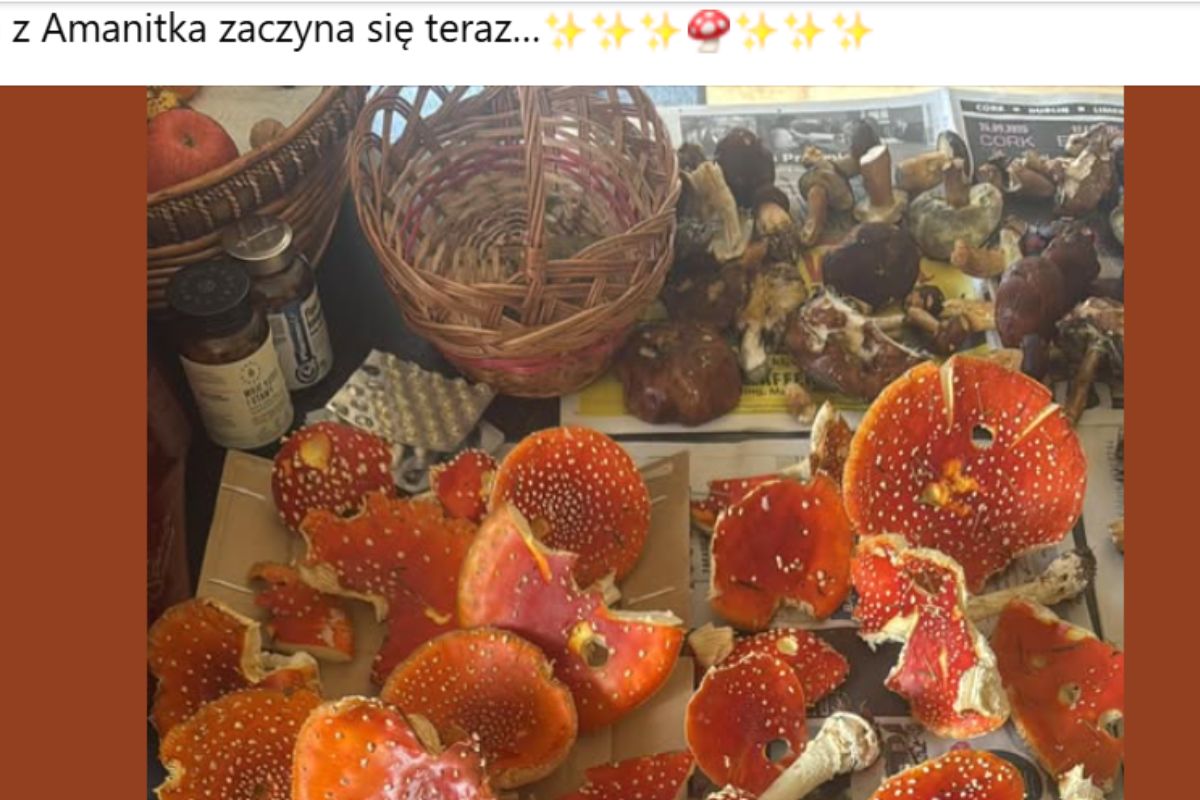 &quot;Przygoda z Amanitką&quot;