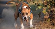 Jarocin. Amstaff rzucił się na yorka. "W aucie przestało mu bić serduszko"