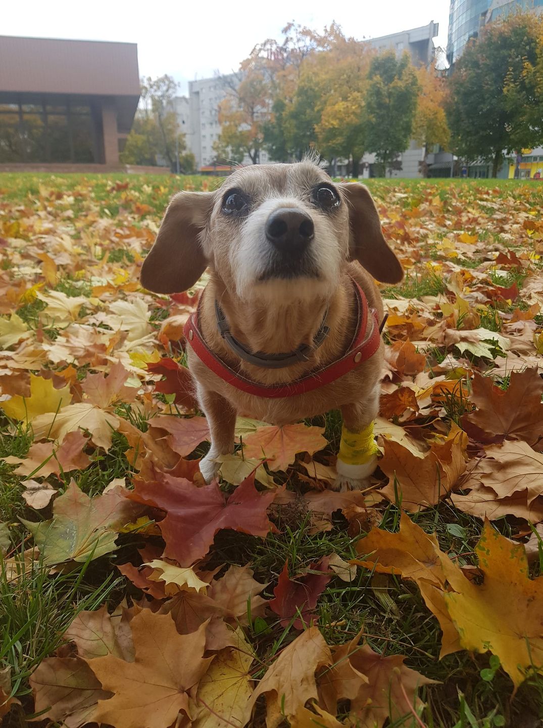 Dzień Kundelka na Pudelku!