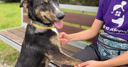Stowarzyszenie Pomocy Zwierzętom Udana Adopcja zachęca do wolontariatu w schronisku!