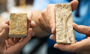 Żył 105 mln lat temu. Naukowcy odkryli kość nowego gatunku ptaka