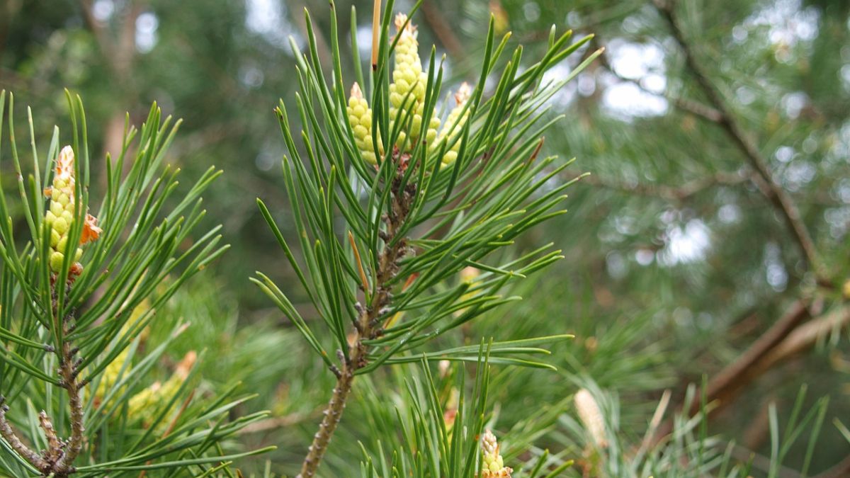 Te pędy sosny będą najlepsze 