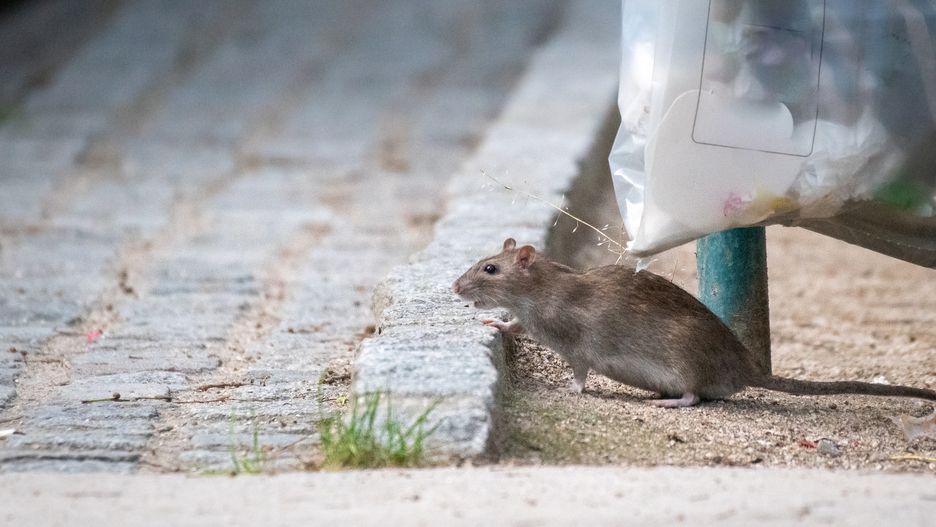 Kamienica w Szczecinie ma kłopot z gryzoniami 