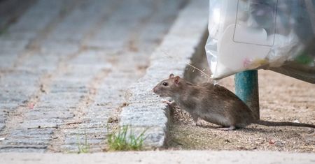 Szczury w oknach na czwartym piętrze. "Chciał wskoczyć przez szparę"
