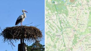 Słynny bocian Krutek odleciał do Afryki. Lot będzie śledzony przez GPS