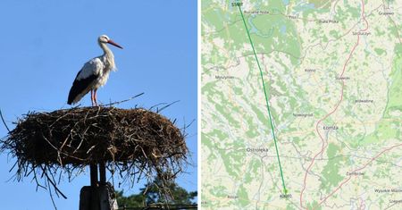 Słynny bocian Krutek odleciał do Afryki. Lot będzie śledzony przez GPS