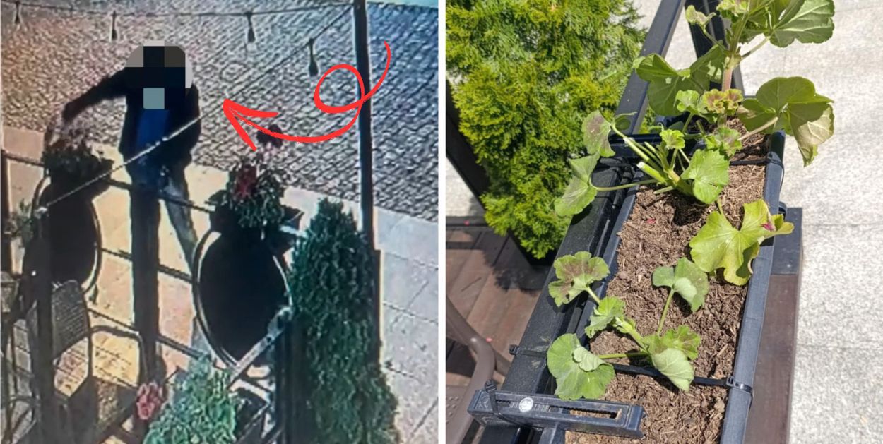 Najpierw ściął kwiaty, potem powrócił jako gość. Niecodzienny klient płockiej restauracji