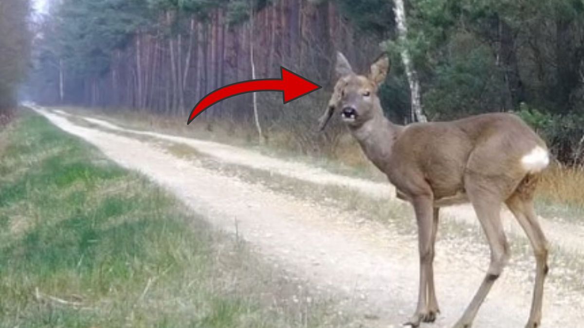 Nietypowy kozioł z lasu. Leśnicy pokazali nagranie