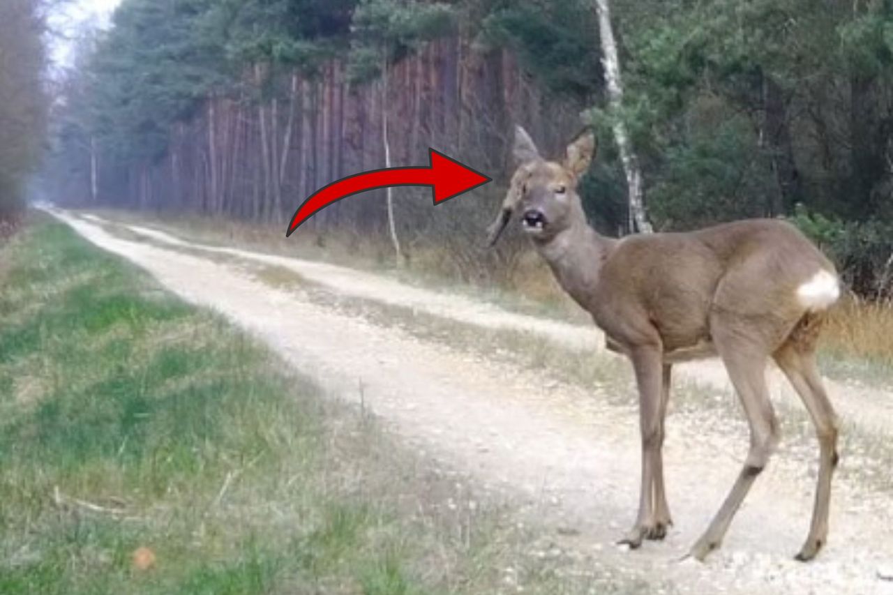 "Dziwak" z lasu. Musi z tym żyć. Leśnicy typują, co mu się stało