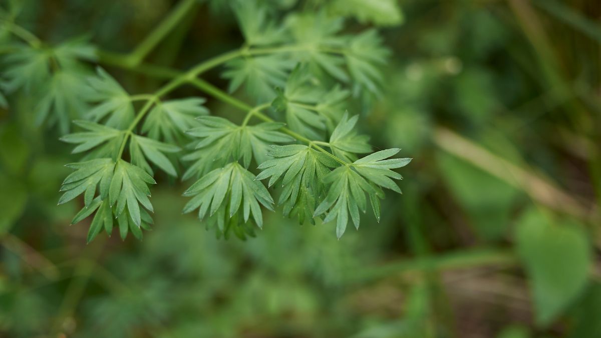 Nie pomyl go z pietruszką. Może wywołać paraliż
