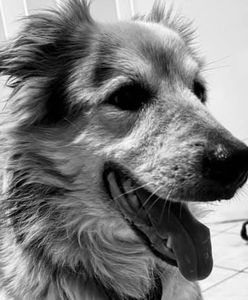 Pomoc dla Puszka przyszła za późno. Od lat żył z pękającymi i krwawiącymi guzami