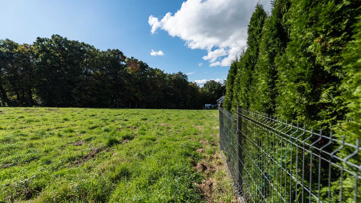 Sąsiad straszy sądem i każe wycinać im krzaki na własnej posesji