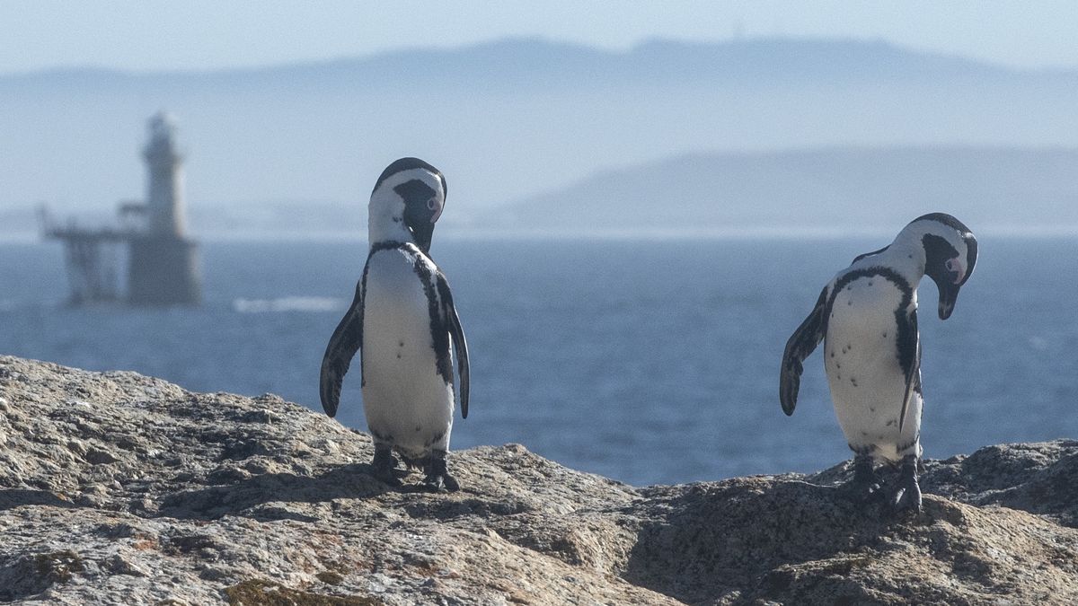 Save The African Penguin From Extinction Protest In South Africa
SIMON'S TOWN, SOUTH AFRICA - MARCH 18: Penguins enjoying the day  during the Save The African Penguin From Extinction peaceful protest at Boulders Beach on March 18, 2025 in Simon's Town, South Africa. The International Union for Conservation of Nature (IUCN)  uplisted the African Penguin from Endangered to Critically Endangered, underscoring the species? extremely high risk of extinction in the wild. (Photo by Brenton Geach/Gallo Images via Getty Images)..
Gallo Images
extinction, 18 march 2025, peaceful, save, @138856