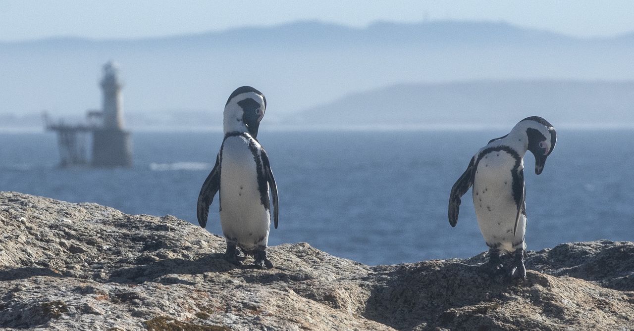 Zginęło 60 tysięcy pingwinów. Naukowcy odkryli przyczynę