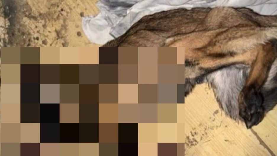 Zagłodzony pies (Mat. prasowy)