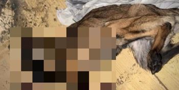 Legnica: 36-latek podejrzewany o znęcanie się nad zwierzętami