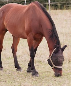 14‑latka zginęła po upadku z konia. Śledztwo umorzono