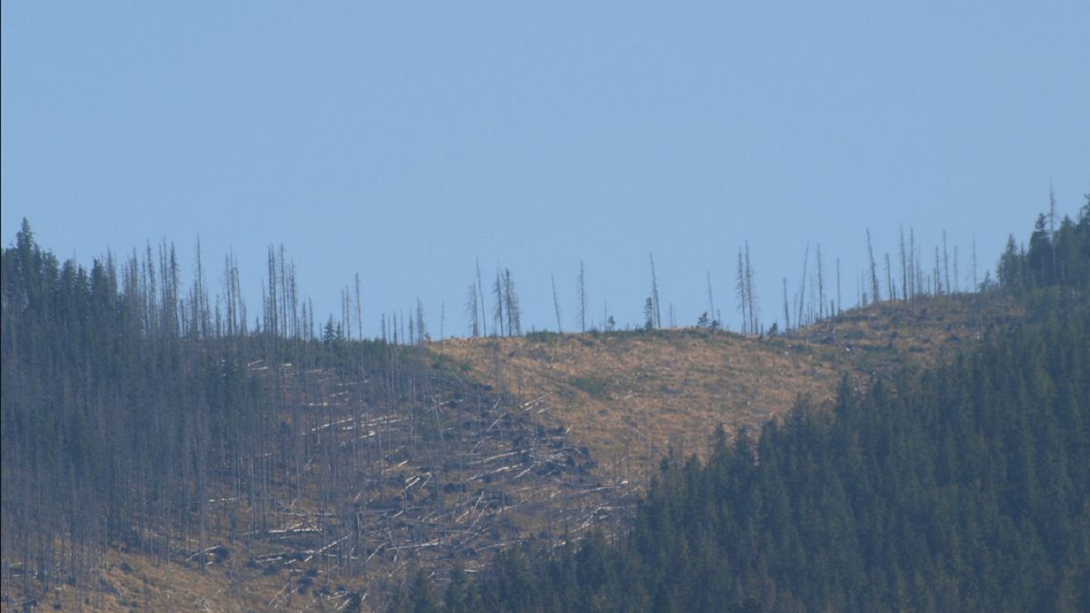Wzgórza ogołocone z drzew - to smutny widok, spotykany nie tylko w Polsce