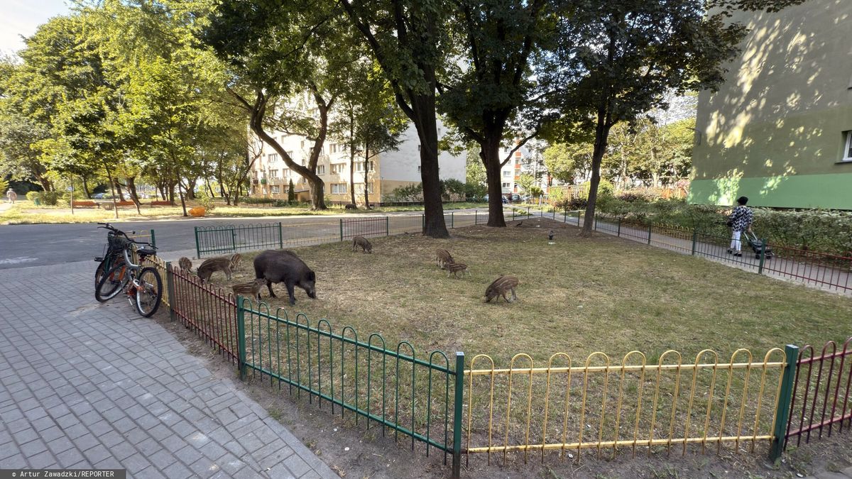 Dziki na Bielanach w Warszawie