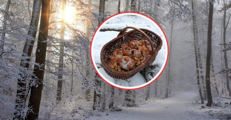 11 stycznia poszedł do lasu. Wyniósł pełen kosz. Grzybiarze mogą pozazdrościć