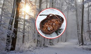 11 stycznia poszedł do lasu. Wyniósł pełen kosz. Grzybiarze mogą pozazdrościć