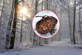 11 stycznia poszedł do lasu. Wyniósł pełen kosz. Grzybiarze mogą pozazdrościć