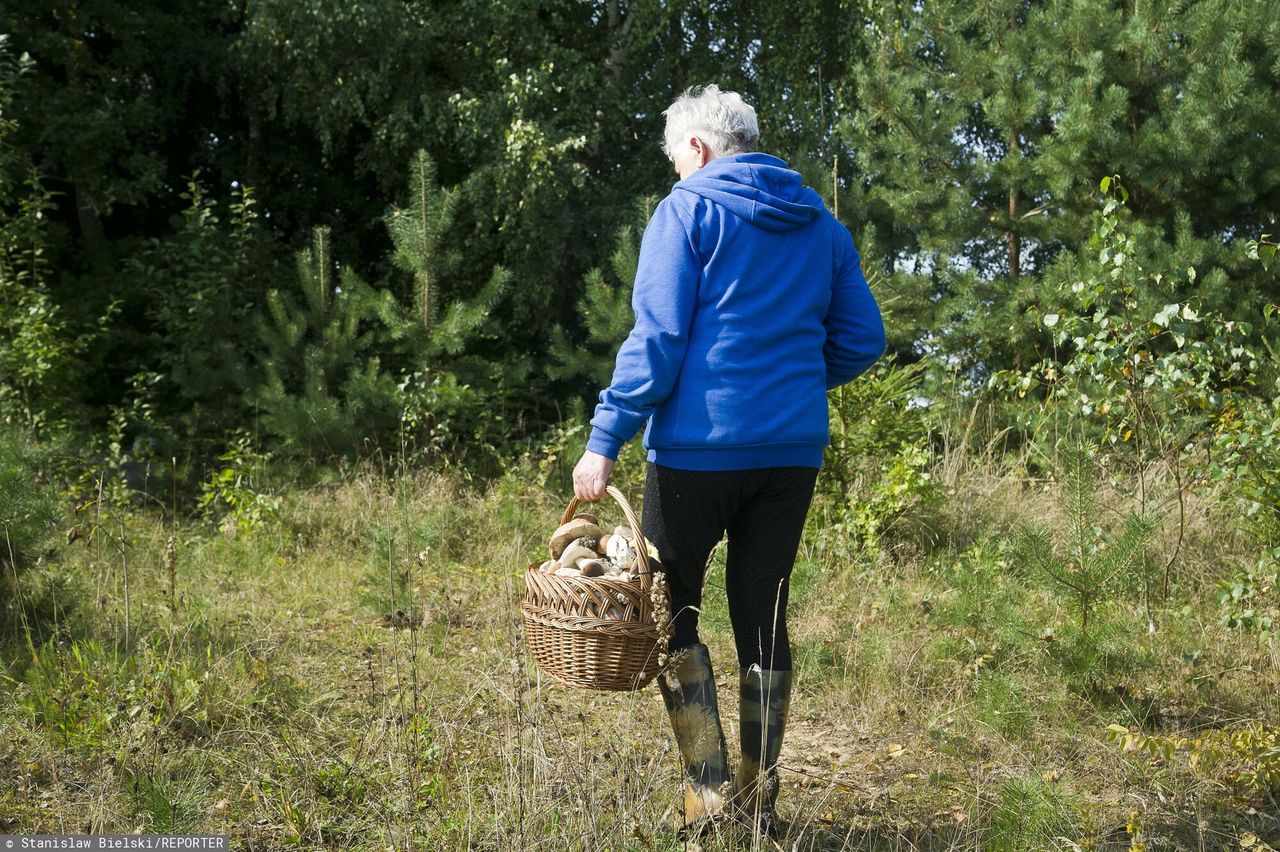 "Grzyb na grzybie". Nietypowe zdjęcie krąży w sieci