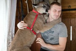 Puma Nubia pozostanie w zoo w Chorzowie