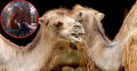 Rodzice zignorowali zakaz. Przerażające sceny w zoo