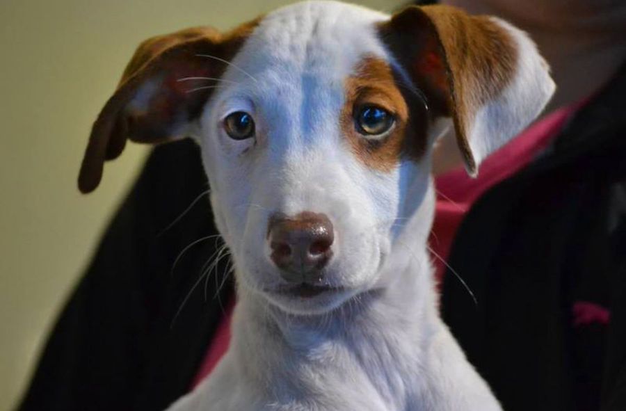 Traditional hunting dogs in danger. Rescuing Spanish greyhounds